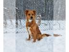 Golden Retriever DOG FOR ADOPTION RGADN-1237813 - Major Tom (6159) - Golden