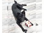 Norwegian Elkhound-Schipperke Mix DOG FOR ADOPTION RGADN-1237814 - MARTY -