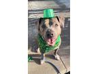 Adopt Napa a Pit Bull Terrier
