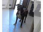 Boxer Mix DOG FOR ADOPTION RGADN-1237846 - TYE - Boxer / Mixed (medium coat) Dog