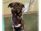 Pug Mix DOG FOR ADOPTION RGADN-1237852 - LOVE - Pug / Mixed (medium coat) Dog