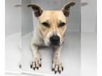 American Pit Bull Terrier DOG FOR ADOPTION RGADN-1237854 - LAYLA - Pit Bull