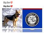 German Shepherd Dog DOG FOR ADOPTION RGADN-1237867 - BIG BEN - German Shepherd