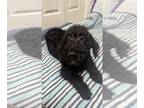 Miniature Labradoodle DOG FOR ADOPTION RGADN-1237869 - TobyKeith - Labrador