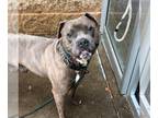 American Pit Bull Terrier Mix DOG FOR ADOPTION RGADN-1237876 - LL Drool J - Pit
