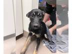 Huskies -Labrador Retriever Mix DOG FOR ADOPTION RGADN-1237881 - Kodiak - Husky