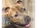 American Pit Bull Terrier Mix DOG FOR ADOPTION RGADN-1237882 - Snickers - Pit