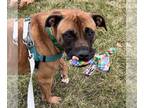 Black Mouth Cur Mix DOG FOR ADOPTION RGADN-1237884 - Cheep - Black Mouth Cur /