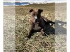 American Pit Bull Terrier Mix DOG FOR ADOPTION RGADN-1237887 - Zaid - Pit Bull