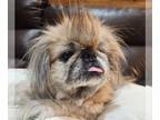 Pekingese Mix DOG FOR ADOPTION RGADN-1237888 - Millie Peke - Pekingese / Mixed