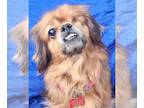 Pekehund DOG FOR ADOPTION RGADN-1237902 - Diamond Peke - Pekingese / Dachshund /