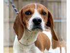 Beagle Mix DOG FOR ADOPTION RGADN-1237930 - Max - Beagle / Mixed (short coat)