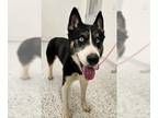 Mix DOG FOR ADOPTION RGADN-1237932 - ARROW - Husky (medium coat) Dog For