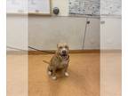 American Pit Bull Terrier DOG FOR ADOPTION RGADN-1237963 - ZENA - Pit Bull