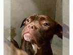 Boxer DOG FOR ADOPTION RGADN-1237989 - HERSHEY - Boxer (medium coat) Dog For