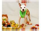 American Staffordshire Terrier-Boston Terrier Mix DOG FOR ADOPTION RGADN-1237996
