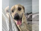 Black Mouth Cur DOG FOR ADOPTION RGADN-1237999 - LUTHER - Black Mouth Cur