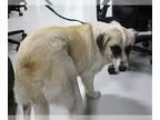 Great Pyrenees DOG FOR ADOPTION RGADN-1238013 - A070503 - Great Pyrenees (medium