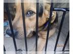 Basset Hound Mix DOG FOR ADOPTION RGADN-1238024 - LEFTY - Basset Hound / Mixed