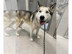 Mix DOG FOR ADOPTION RGADN-1238030 - BEN - Husky (medium coat) Dog For