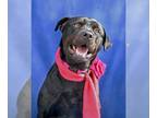 Rottweiler DOG FOR ADOPTION RGADN-1238035 - Reba - Rottweiler / Labrador