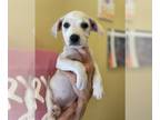 Boxer DOG FOR ADOPTION RGADN-1238037 - Sally - Boxer / Labrador Retriever Dog
