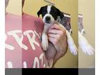 Boxador DOG FOR ADOPTION RGADN-1238039 - Snoopy - Boxer / Labrador Retriever /