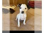 Boxador DOG FOR ADOPTION RGADN-1238041 - Lucy - Boxer / Labrador Retriever /