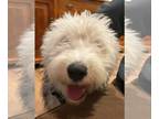 Old English Sheepdog Mix DOG FOR ADOPTION RGADN-1238043 - Samantha - Old English