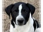 Borador DOG FOR ADOPTION RGADN-1238050 - Tubbs - Labrador Retriever / Border