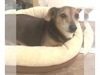 Dorgi DOG FOR ADOPTION RGADN-1238051 - Sadie - Orange County - Dachshund / Corgi