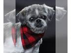 Lhasa Apso DOG FOR ADOPTION RGADN-1238061 - BOBBY - Lhasa Apso (medium coat) Dog