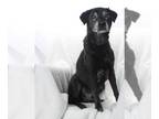 Labrador Retriever DOG FOR ADOPTION RGADN-1238063 - *HAROLD - Labrador Retriever