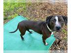 American Pit Bull Terrier DOG FOR ADOPTION RGADN-1238093 - MAYA - Pit Bull