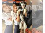 Tibetan Terrier Mix DOG FOR ADOPTION RGADN-1238129 - Johnny Boy - Schnauzer /