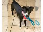 Greyhound Mix DOG FOR ADOPTION RGADN-1238130 - IVY - “Sweet and Petite”