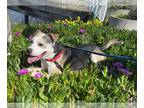 Rottweiler-Siberian Husky Mix DOG FOR ADOPTION RGADN-1238162 - CARTER -