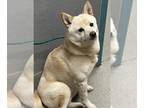 Shiba Inu Mix DOG FOR ADOPTION RGADN-1238184 - *TOASTED MARSHMALLOW - Shiba Inu