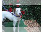 American Staffordshire Terrier DOG FOR ADOPTION RGADN-1238195 - ROMANE -