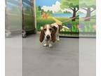 Basset Hound DOG FOR ADOPTION RGADN-1238201 - A110578 - Basset Hound (medium