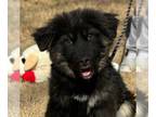 Collie-Great Pyrenees Mix DOG FOR ADOPTION RGADN-1238208 - Lucky - Great
