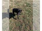 Labrador Retriever DOG FOR ADOPTION RGADN-1238215 - Bosco - Labrador Retriever