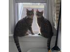 Adopt Junie and Ginny a Domestic Short Hair, Tabby