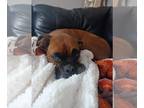 Boxer DOG FOR ADOPTION RGADN-1238228 - Miah - Boxer (short coat) Dog For