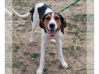 English Coonhound DOG FOR ADOPTION RGADN-1238240 - LUCY - English Coonhound