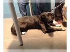 Borador DOG FOR ADOPTION RGADN-1238252 - ROSIE - Border Collie / Labrador