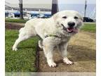 Great Pyrenees Mix DOG FOR ADOPTION RGADN-1238267 - LUKE SKYWALKER - Great