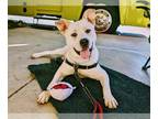 Huskies -Labrador Retriever Mix DOG FOR ADOPTION RGADN-1238269 - VIN - Labrador