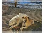 Anatolian Shepherd-Labrador Retriever Mix DOG FOR ADOPTION RGADN-1238289 - AMBER