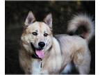 German Shepherd Dog-Huskies Mix DOG FOR ADOPTION RGADN-1238297 - BUMI - Husky /